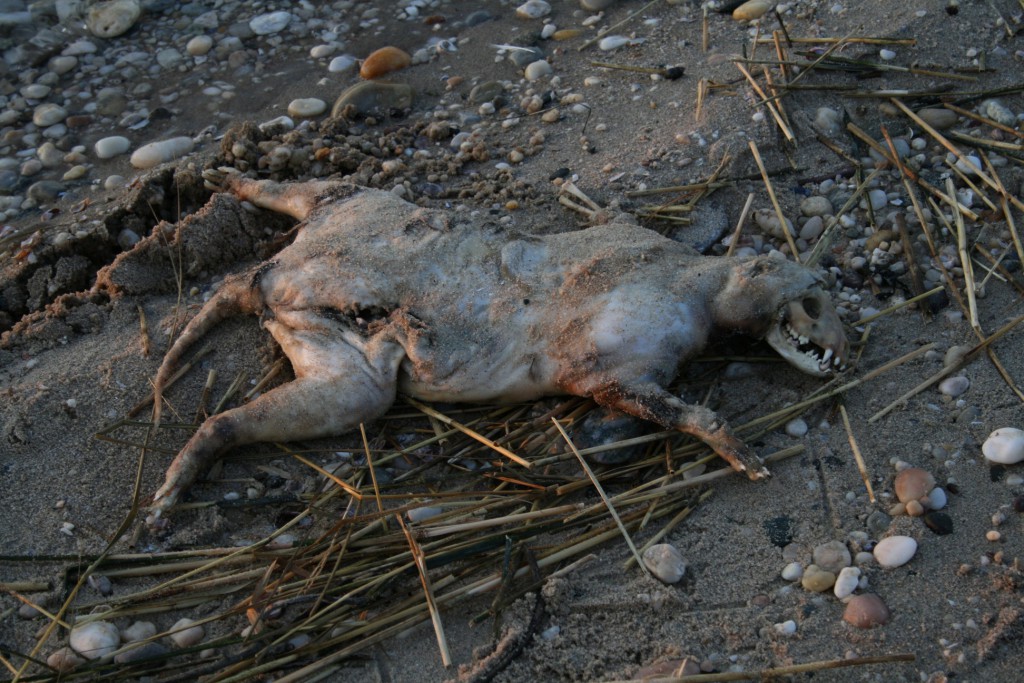 rsz_1lloyd_neckc_(1)